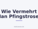 Wie Vermehrt Man Pfingstrosen