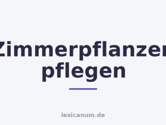 Zimmerpflanzen pflegen