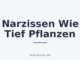 Narzissen Wie Tief Pflanzen