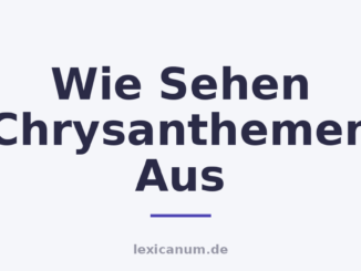 Wie Sehen Chrysanthemen Aus