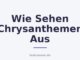 Wie Sehen Chrysanthemen Aus