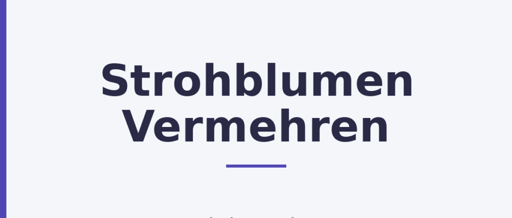 Strohblumen Vermehren