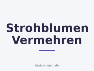 Strohblumen Vermehren