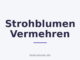 Strohblumen Vermehren