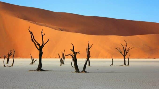 tote Akazienbäume vor eine Sanddüne