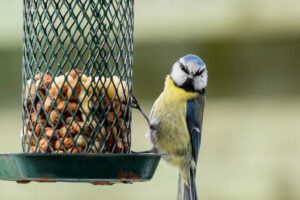 vogelfutter-kaufen