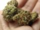 Deutsche Cannabis-Firmen erhalten Branchenverband