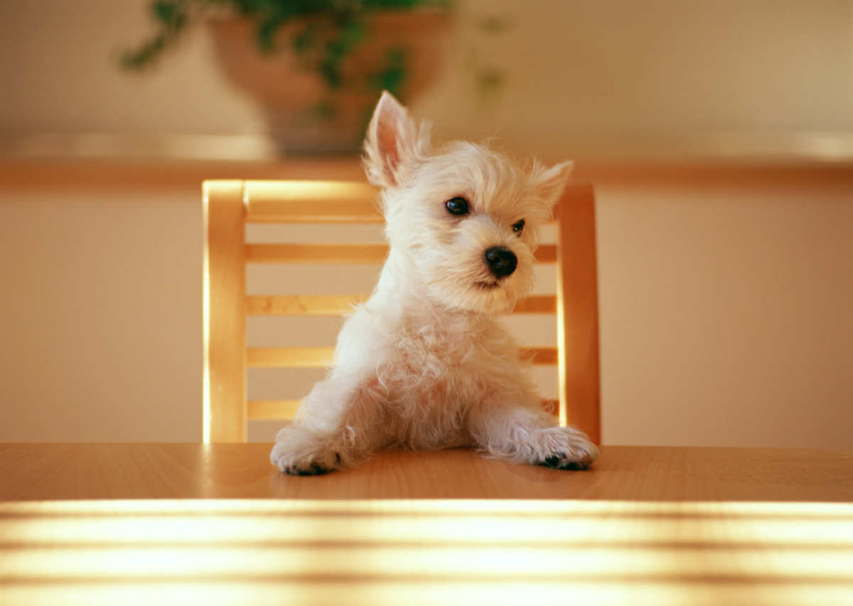 Ein kleiner weißer Hund sitzt auf einem Stuhl am Tisch im Sonnenlicht.
