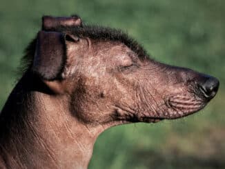 Xoloitzcuintle